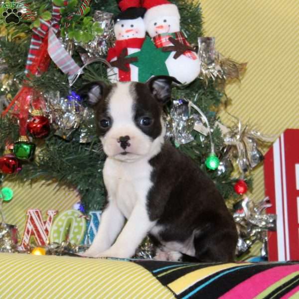 Angel, Boston Terrier Puppy